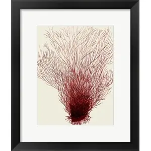 Genuine Red Corals 2 dby Fab Funky