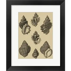 Worldwide Shipping Shells On Khaki Vby Denis Diderot
