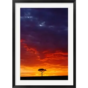Worldwide Shipping Masai Mara Game Reserve, Kenyaby Adam Jones / Danita Delimont