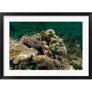 Worldwide Shipping Marine Life, Octopus, coral reef, Stradbroke, Australiaby Pete Oxford / Danita Delimont