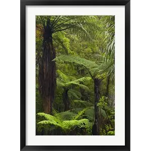 Worldwide Shipping Tree ferns, Manginangina Kauri Walk, Puketi Forest, near Kerikeri, North Island, New Zealandby David Wall / Danita Delimont