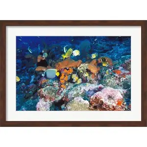 Worldwide Shipping Coral Reefs, Papua, Indonesiaby Michele Westmorland / Danita Delimont