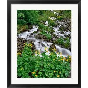 Yellow Monkeyflowers Along Wahkeena Creek, Oregonby Jaynes Gallery / Danita Delimont Popular