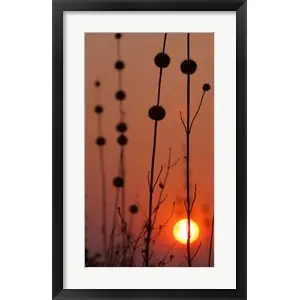 Order Now Okavango Delta, Botswana Africa Thistles At Sunsetby Janet Muir / DanitaDelimont