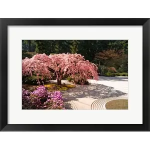 A Cherry Tree Blossoms Over A Rock Garden In The Japanese Gardens In Portland's Washington Park, Oregonby Janis Miglavs / Danita Delimont Fast Shipping