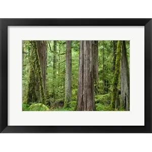 Worldwide Shipping Old Growth Forest On Barnes Creek Trail, Washington Stateby Jaynes Gallery / Danita Delimont