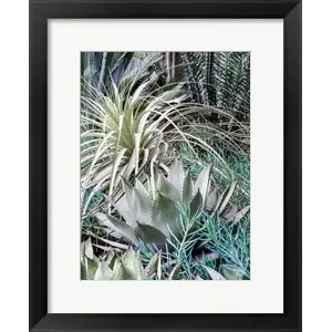 A Garden With An Assortment Of Bromeliad Plants And Texturesby Julie Eggers / Danita Delimont Secure Checkout