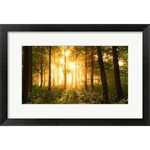 Light In the Forestby Leif Londal Limited Offer