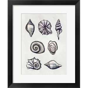 Worldwide Shipping Shells Iby Elizabeth Tyndall