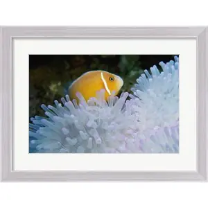 A Clown Fish, Nananu-I-Ra Island, Fiji Best Price