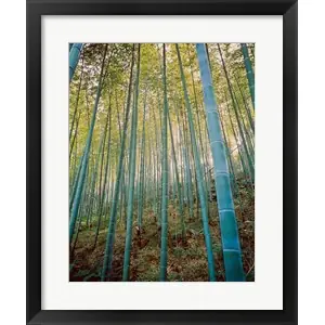 A Bamboo Forest, Sagano, Japan Hot Deal