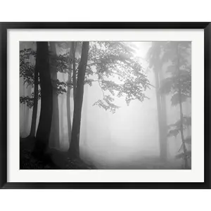 Woods 1by PhotoINC Studio Price Drop