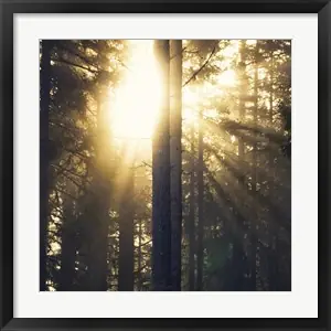 Woodland Glowby Andreas Stridsberg Trusted Brand