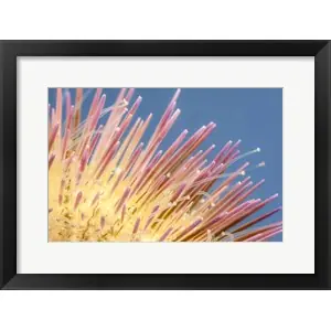 A Close-Up of a Variegated Urchinby David Fleetham/Stocktrek Images Professional Grade