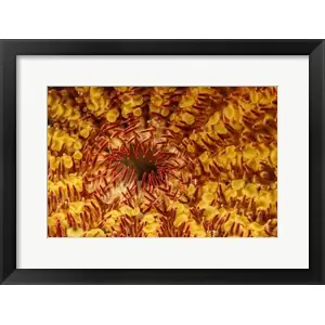 A Close-Up Look At the Underside Of the Crown-Of-Thorns Starfishby David Fleetham/Stocktrek Images While Supplies Last