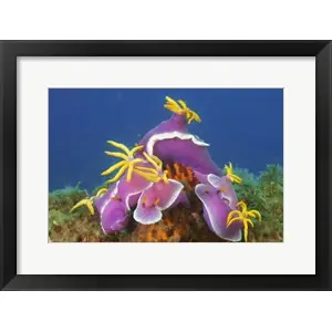 A Gathering Of Robe Hemby David Fleetham/Stocktrek Images Weekend Sale
