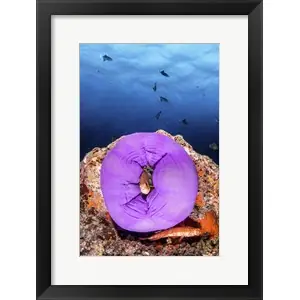 A Clownfish Peeks Out From a Purple Anemoneby Brook Peterson/Stocktrek Images Don’t Miss Out