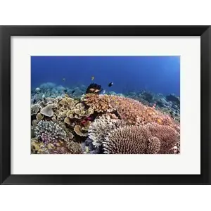A Beautiful Hard Coral Reef Supports a Healthy Ecosystemby Brook Peterson/Stocktrek Images Free Delivery