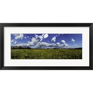 Yellow Flower Fieldby Duncan Bulk Order