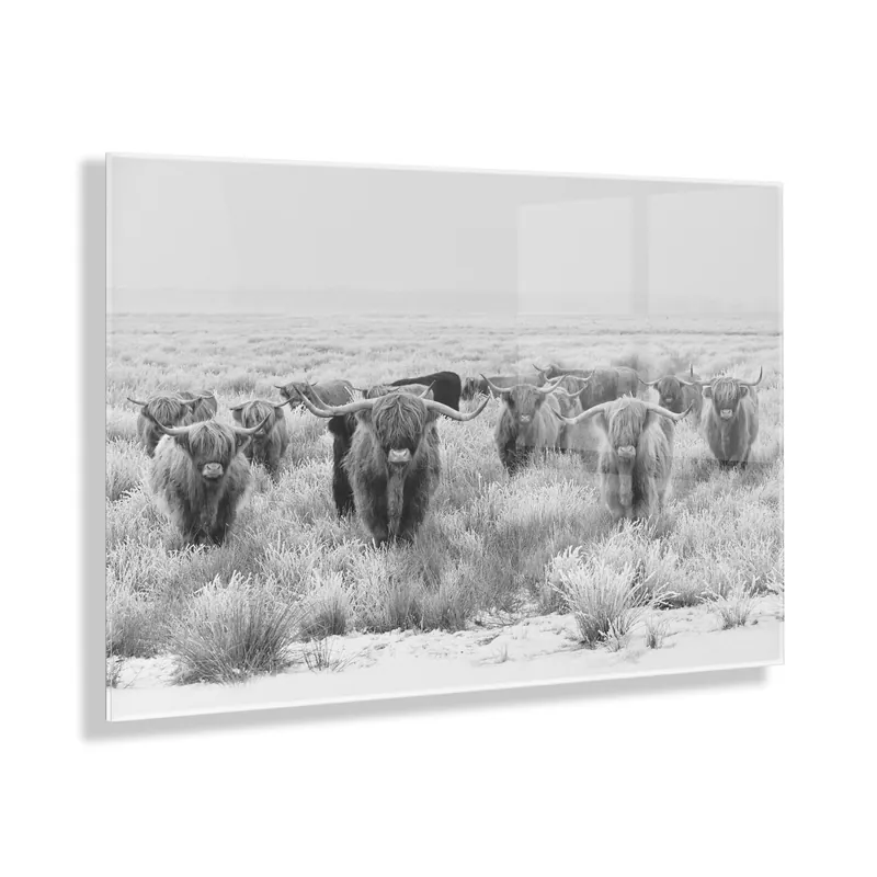 Shop Now Herd of Highland Cows BW Floating Acrylic Art by The Creative Bunch Studio
